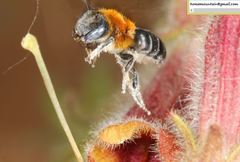 Hoplitis beijingensis