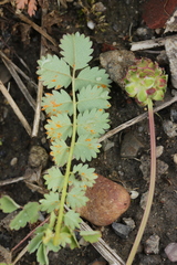 Phragmidium sanguisorbae