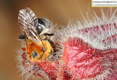 Hoplitis beijingensis