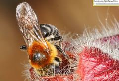 Hoplitis beijingensis