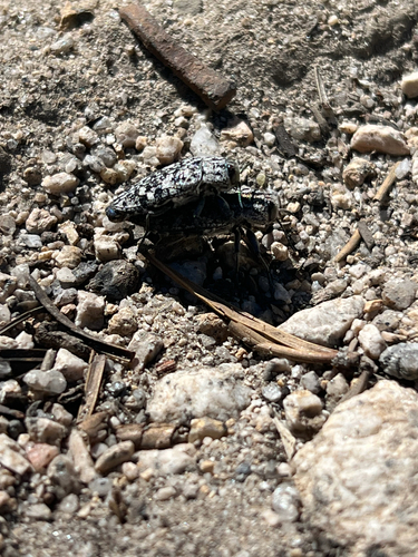 iNaturalist observation photo of Water, Rove, Scarab, Long-horned, Leaf, and Snout Beetles