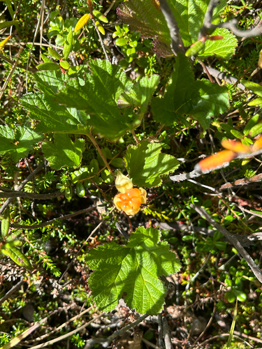 cloudberry