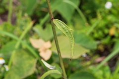 Syneilesis hayatae