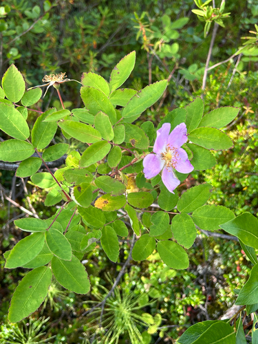 Prickly Wild Rose