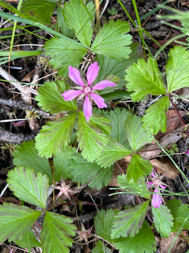 Arctic raspberry