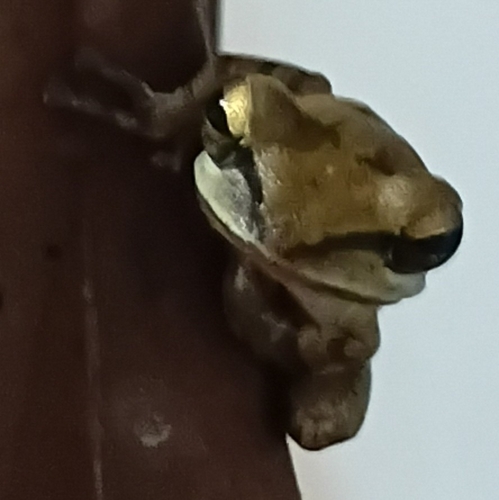 Chunam Tree Frog