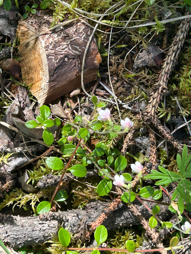 Twinflower
