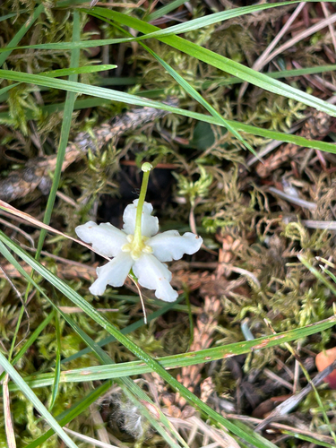 One-flowered Wintergreen