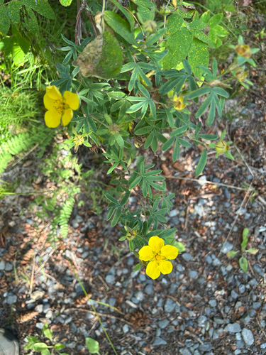 shrubby cinquefoil