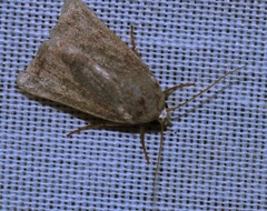 Athetis stellulata