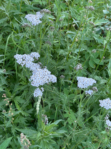common yarrow