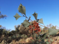 Grevillea wickhamii