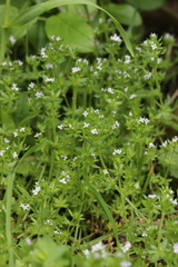 Sherardia arvensis