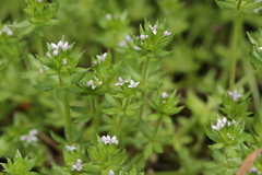 Sherardia arvensis