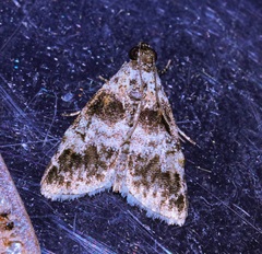 Salma ridiculalis
