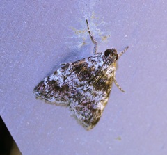 Salma ridiculalis