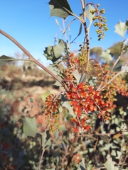 Grevillea wickhamii