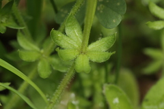 Sherardia arvensis