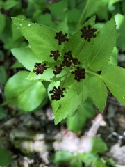 Thaspium trifoliatum trifoliatum