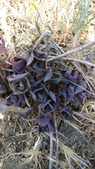 Angiospermae
