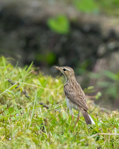 Paddyfield Pipit