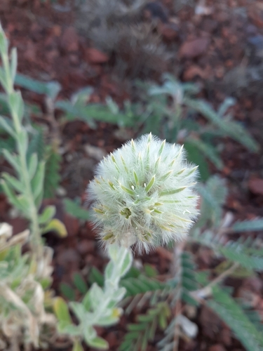 Image of Ptilotus clementii by (c) Tim Hammer, some rights reserved (CC BY)