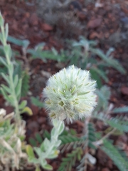 Ptilotus clementii