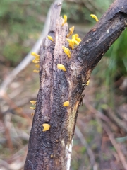 Calocera guepinioides