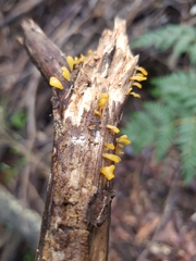 Calocera guepinioides