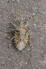 Rhaphigaster nebulosa