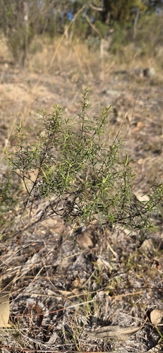 Cassinia quinquefaria observed 2026-08-01