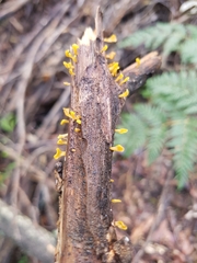 Calocera guepinioides