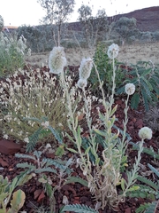 Ptilotus clementii