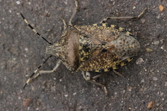 Rhaphigaster nebulosa