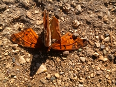 Doxocopa thoe