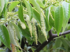 Castanopsis sieboldii