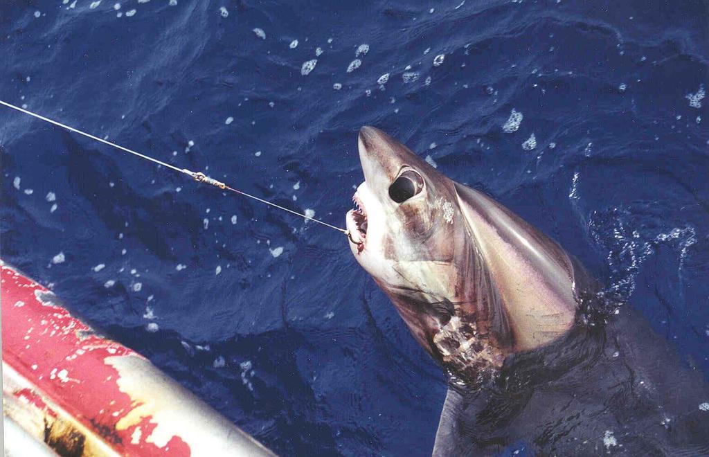 Bigeye Thresher