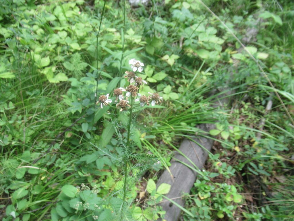 Achillea impatiens; photograph author not stated, no rights reserved
