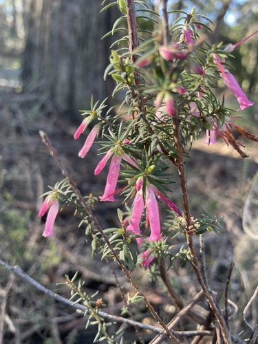 Common Heath