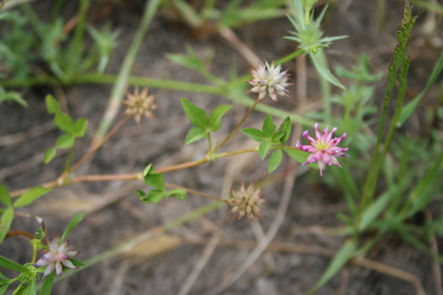 Image of Trifolium hydrophilum by (c) runcator, some rights reserved (CC BY)