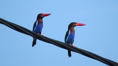 Halcyon cyanoventris