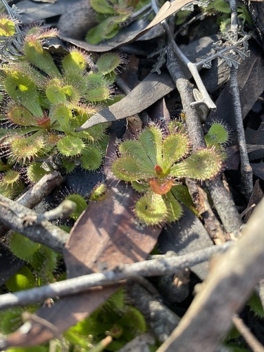 scented sundew