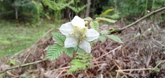Rubus biflorus
