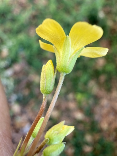 Creeping Woodsorrel