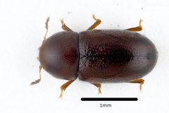 Cis castaneus