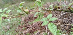 Rubus biflorus