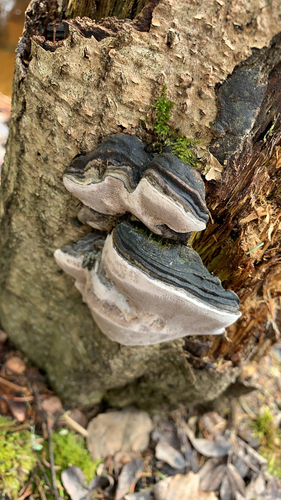 Phellinus alni nuotrauka