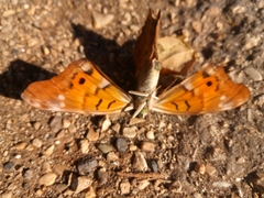 Doxocopa thoe