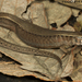 Morelet's Alligator Lizard - Photo (c) Todd Pierson, some rights reserved (CC BY-NC-SA)