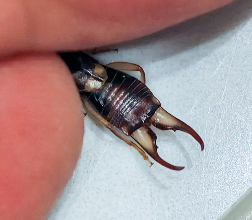 Forficula vicaria